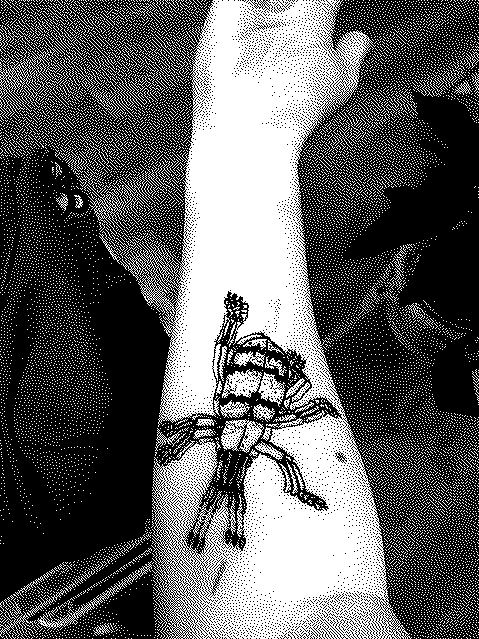 lineart for my weevil tattoo